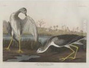 Tell-tale Goodwit Or Snipe by John James Audubon