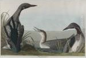 Black-throated Diver by John James Audubon