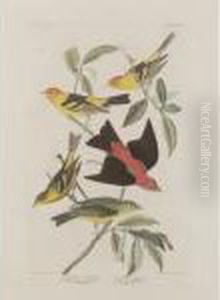 Louisiana Tanager by John James Audubon