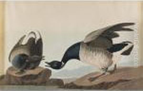 Brant Goose - view 1