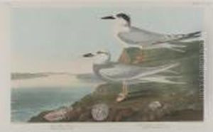 Havell's Tern; And American Ptarmigan