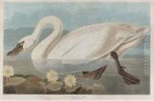 Common American Swan by John James Audubon
