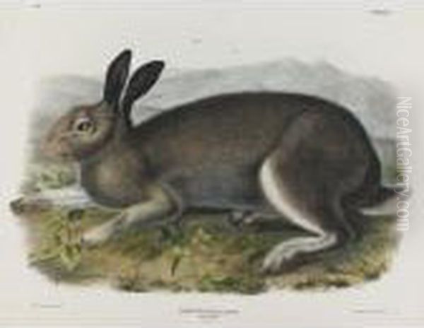 Polar Hare - view 1