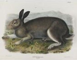 Polar Hare by John James Audubon