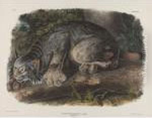 Canada Lynx - view 1