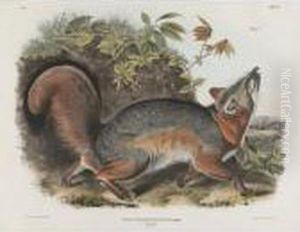 Grey Fox by John James Audubon