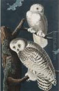 Six Re-strikes Of The Birds Of America by John James Audubon