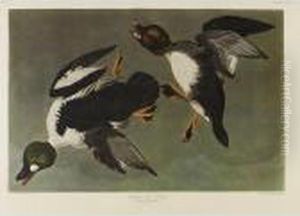 A Large Group Of Amsterdam Edition Audubons by John James Audubon