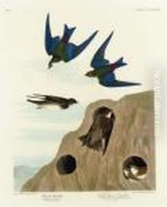 Bank Swallow. Violet-green Swallow (plate Ccclxxxv)
Riparia Riparia. Tachycineta Thalassina