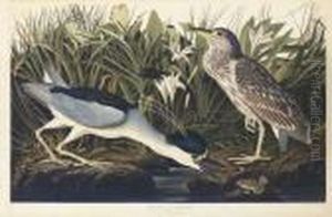 Night Heron Or Qua Bird (plate Ccxxxvi)
Ardea Nycticorax