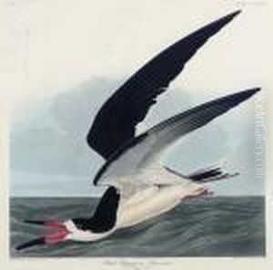 Black Skimmer (plate Cccxxiii)
Rynchops Niger