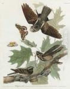 Whip-poor-will (plate Lxxxii)
Caprimulgus Vociferus by John James Audubon