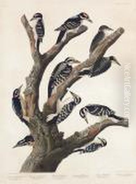 Maria's Woodpecker, Three-toed
Woodpecker, Phillips' Woodpecker, Canadian Woodpecker, Harris's
Woodpecker, Audubon's Woodpecker (plate Ccccxvii)
Picus Martini, Picus Hirsutis, Picus Phillipsi, Piccus Canadensis, Picus
Harrisi, Piccus Auduboni - view 1