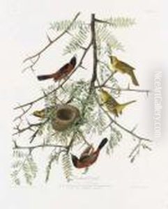 Orchard Oriole (plate Xlii)
Icterus Spurius Orchard Oriole (plate Xlii)
Icterus Spurius