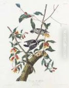 Downy Woodpecker (plate Cxii)
Picus Pubescens