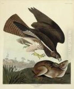 Common Buzzard (plate Ccclxxii)
Buteo Vulgaris