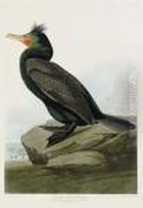 Double-crested Cormorant (plate Cclvii)
Phalacrocorax