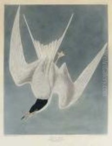 Great Tern (plate Cccix)
Common Tern, Sterna Hirundo