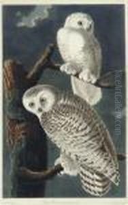 Snowy Owl (plate Cxxi)
Strix Nyctea