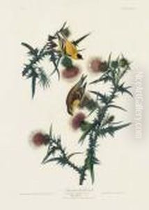 American Goldfinch (plate Xxxiii)
Carduelis Tristis by John James Audubon