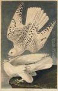 Iceland Or Jer Falcon (plate Ccclxvi)
Falco Islandicus