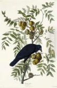American Crow (plate Clvi)
Corvus Americanus