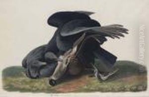 Black Vulture Or Carrion Crow (plate Cvi)
Cathartes Aratus
