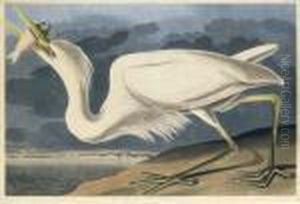 Ardea Occidentalis by John James Audubon