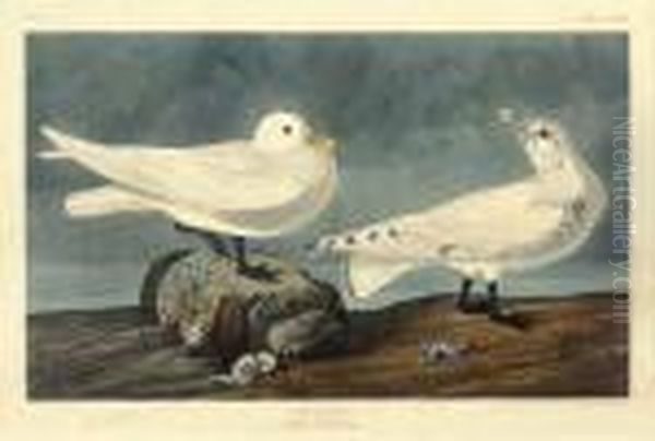 Larus Eburneus - view 1
