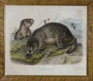 Hoary Marmot - The Whistler