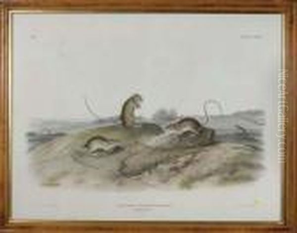 Jumping Mouse - view 1