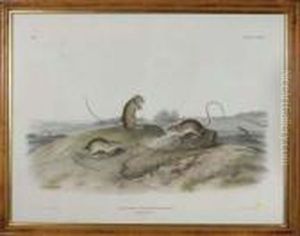 Jumping Mouse