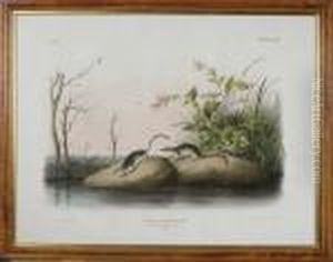American Marsh Shrew