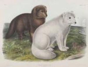 Arctic Fox
