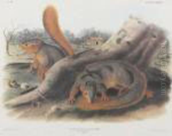 Say's Squirrel - view 1