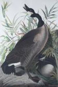 Canada Goose, Pl. Cci (from Birds Of America) by John James Audubon