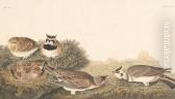 Shore Lark - view 1