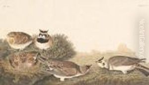Shore Lark by John James Audubon