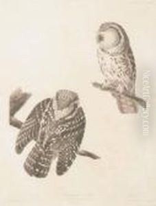 Untitled by John James Audubon