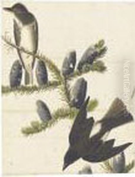 Olive-sided Flycatcher And Red-breasted Nuthatch (plates Clxxiv And Cv) - view 1