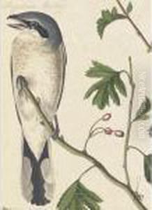Great American Shrike And Black-throated Bunting (plates Cxcii And Ccclxxxiv)