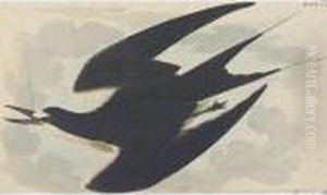 Sooty Tern (plate Ccxxxv)