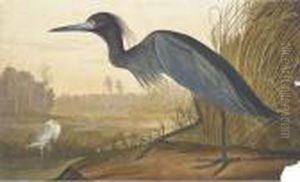 Untitled by John James Audubon