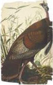 Great American Cock Male by John James Audubon