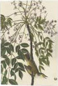Song Sparrow And White-eyed Flycatcher by John James Audubon