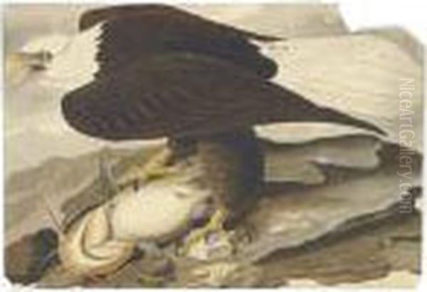 White-headed Eagle - view 1
