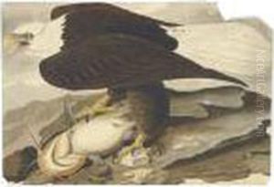 White-headed Eagle by John James Audubon