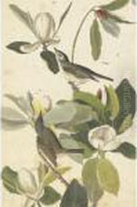 American Redstart And Warbling Flycatcher by John James Audubon