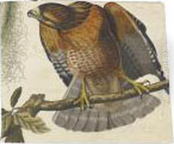 Red-shouldered Hawk - view 1