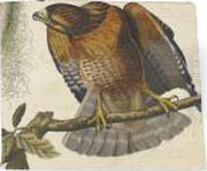 Red-shouldered Hawk